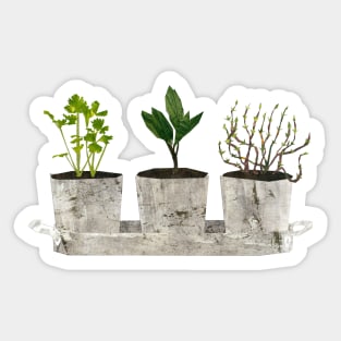 Herb trio Sticker